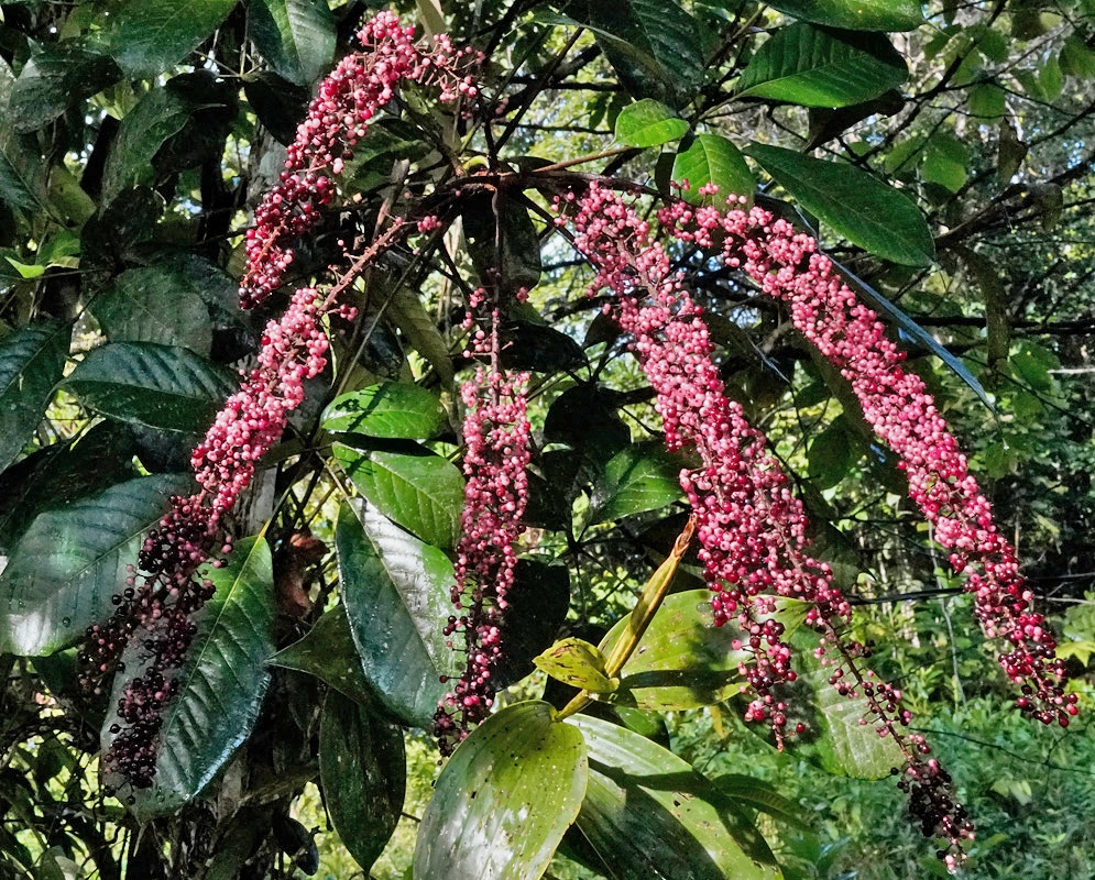 Pink and purple fruits on branching Sciodaphyllum fruit clusters