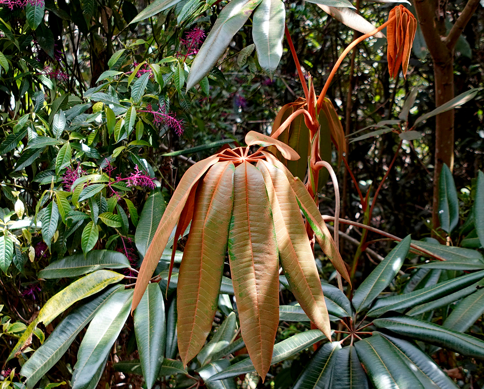 New Schefflera trianae orange leaves