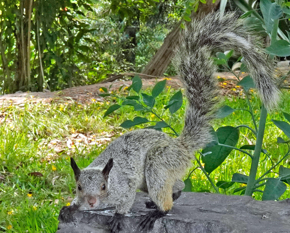 A pale gray Sciurus stramineus perches on a log with its large arched tail raised over its back