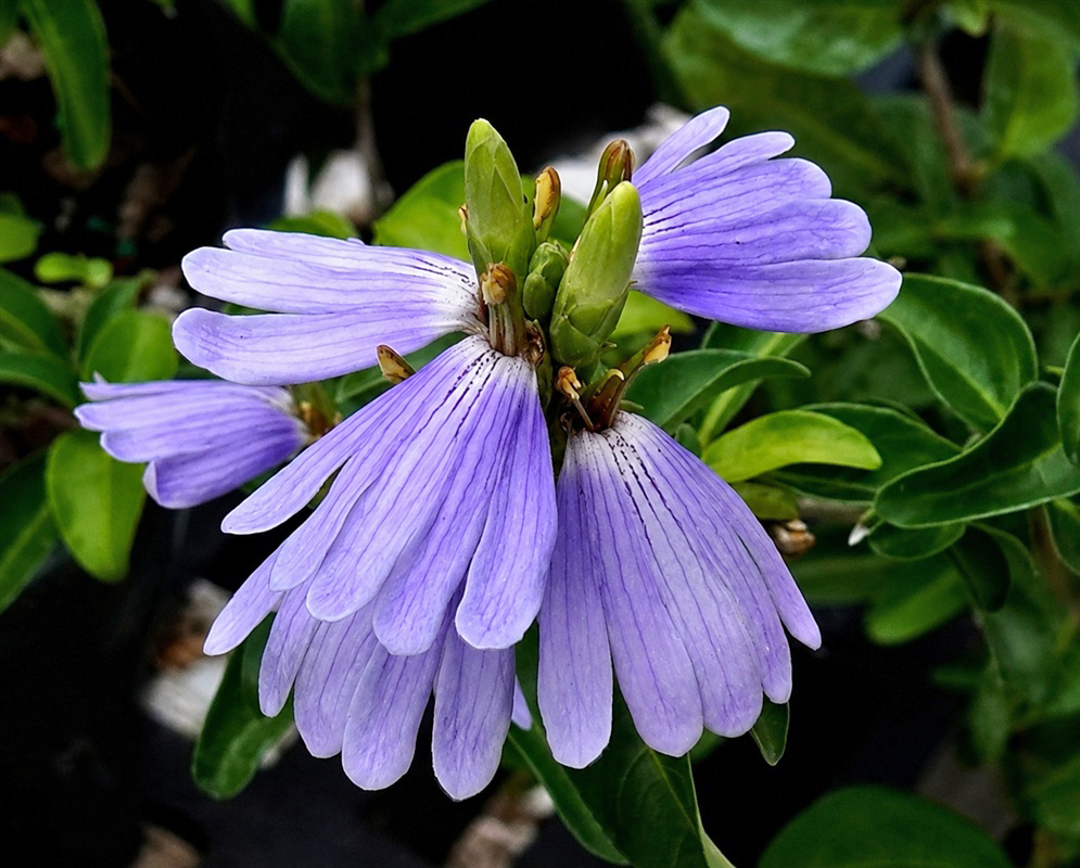 Sclerochiton harveyanus broad pale blue flower with rounded fanlike lobes