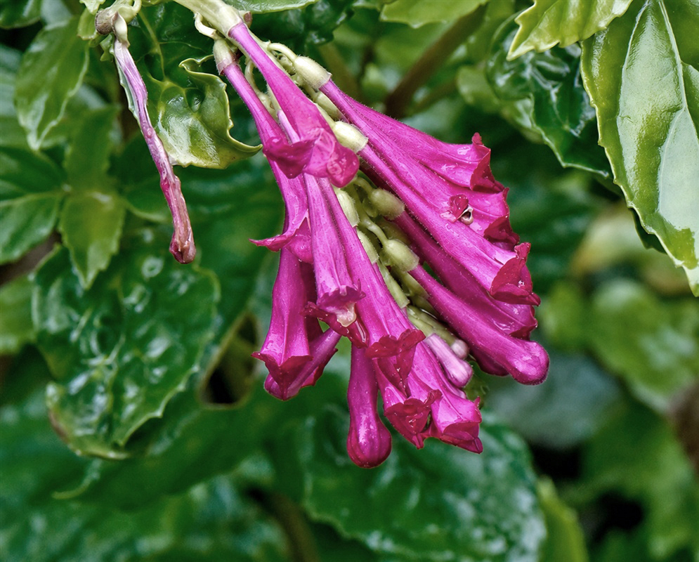 Scutellaria coccinea cluster of bright magenta-red tubular flowers beside glossy toothed leaves