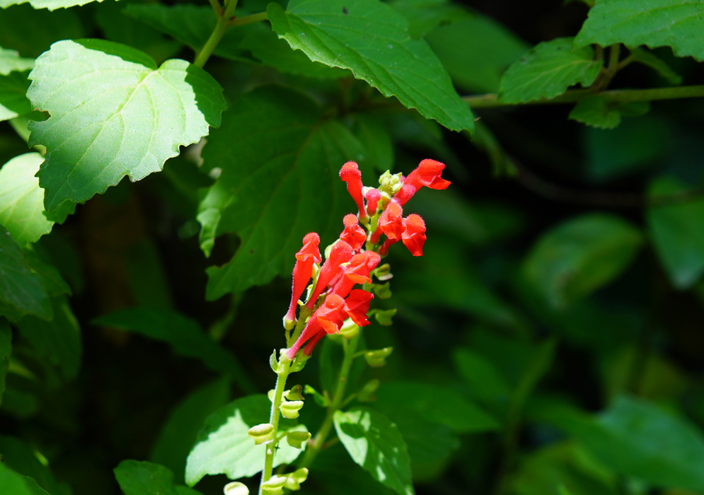 Scutellaria incarnata inflorescence with red flowers in sunlight
