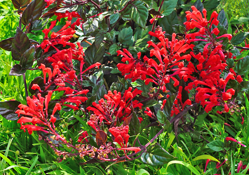 Clusters of red Scutellaria longifolia flowers