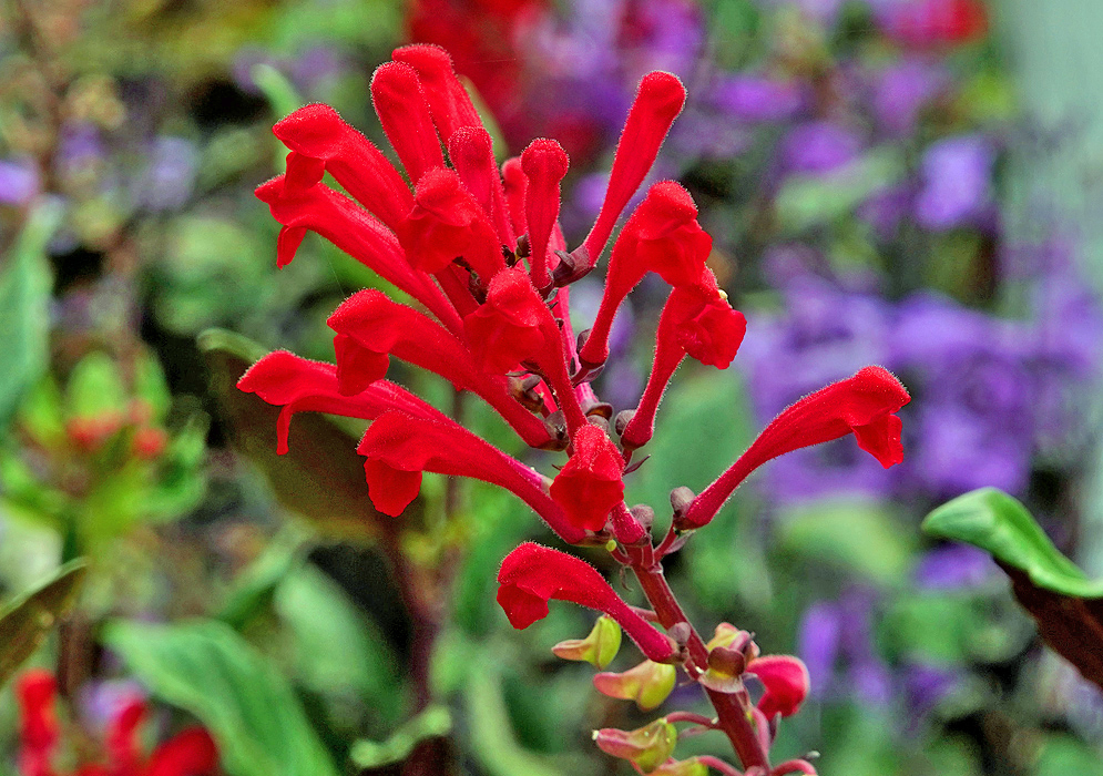 Red Scutellaria longifolia inflorescence