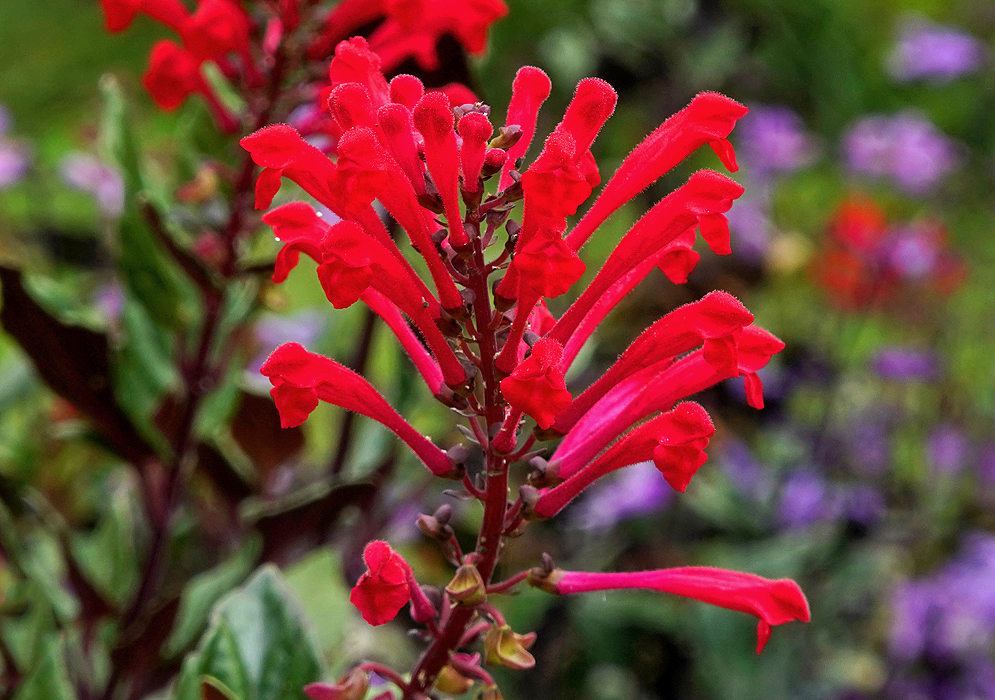 A red Scutellaria longifolia flower spike in sunlight