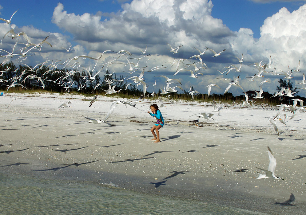 A small girl surrounded by a flock of seagulls