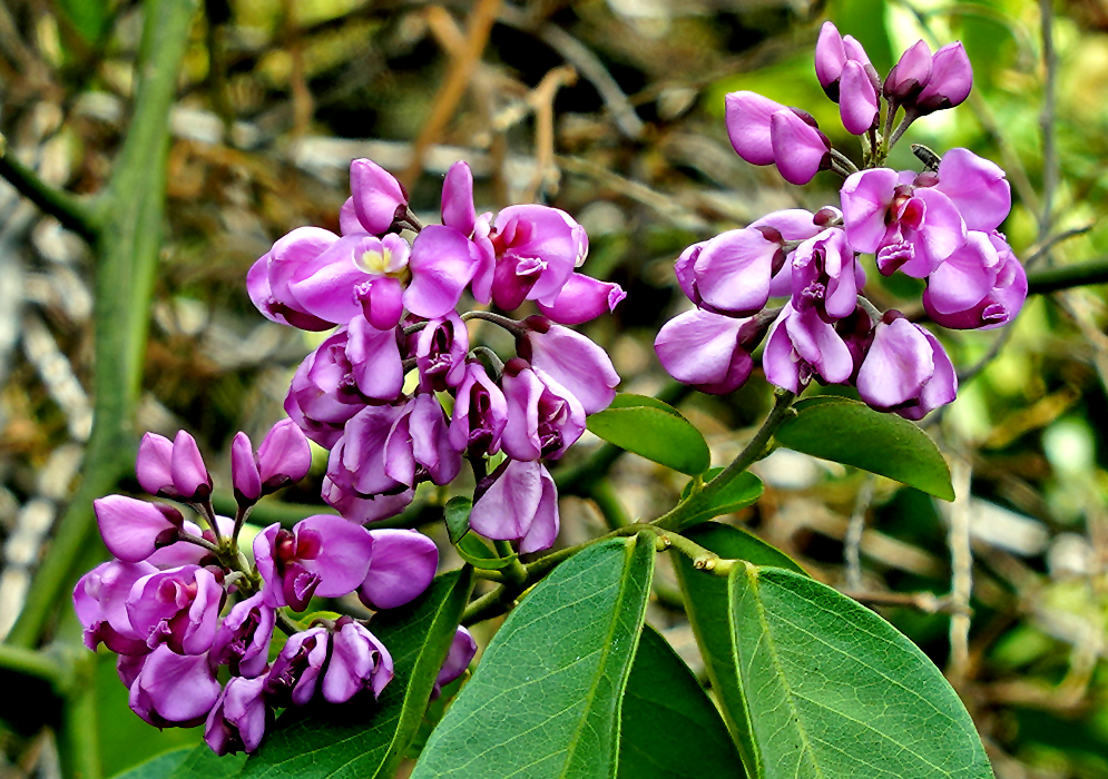 Securidaca diversifolia inflorescences with purple flowers