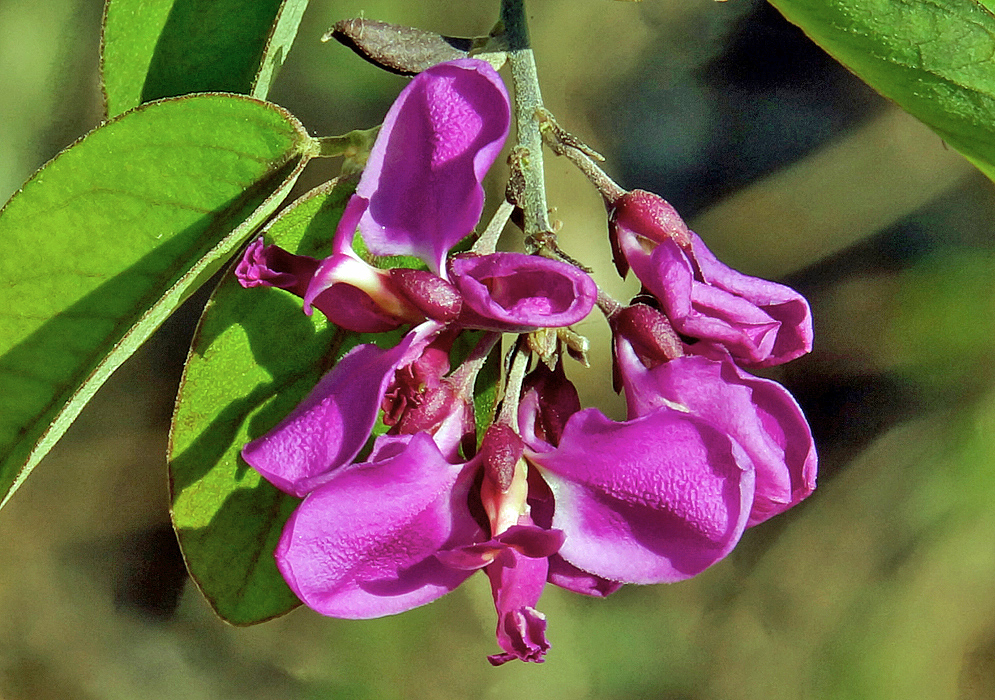 A magenta-purple Securidaca diversifolia flower in sunlight