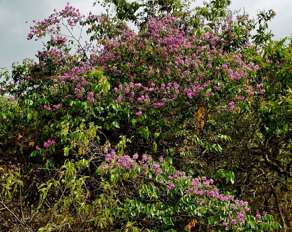 Small Securidaca diversifolia tree with purple flowers