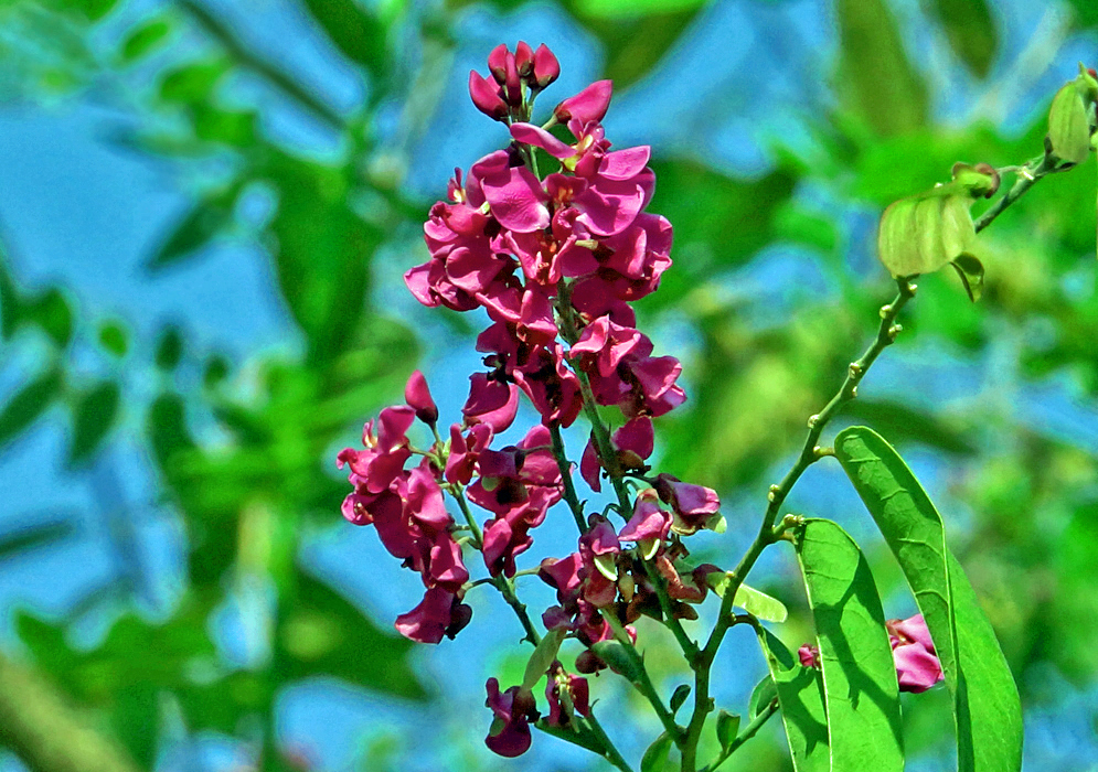 A Securidaca diversifolia inflorescence with magenta flowers under blue sky