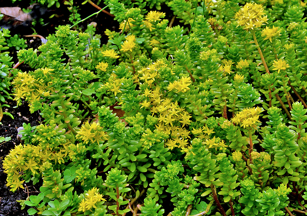 Yellow Sedum praealtum flowers 