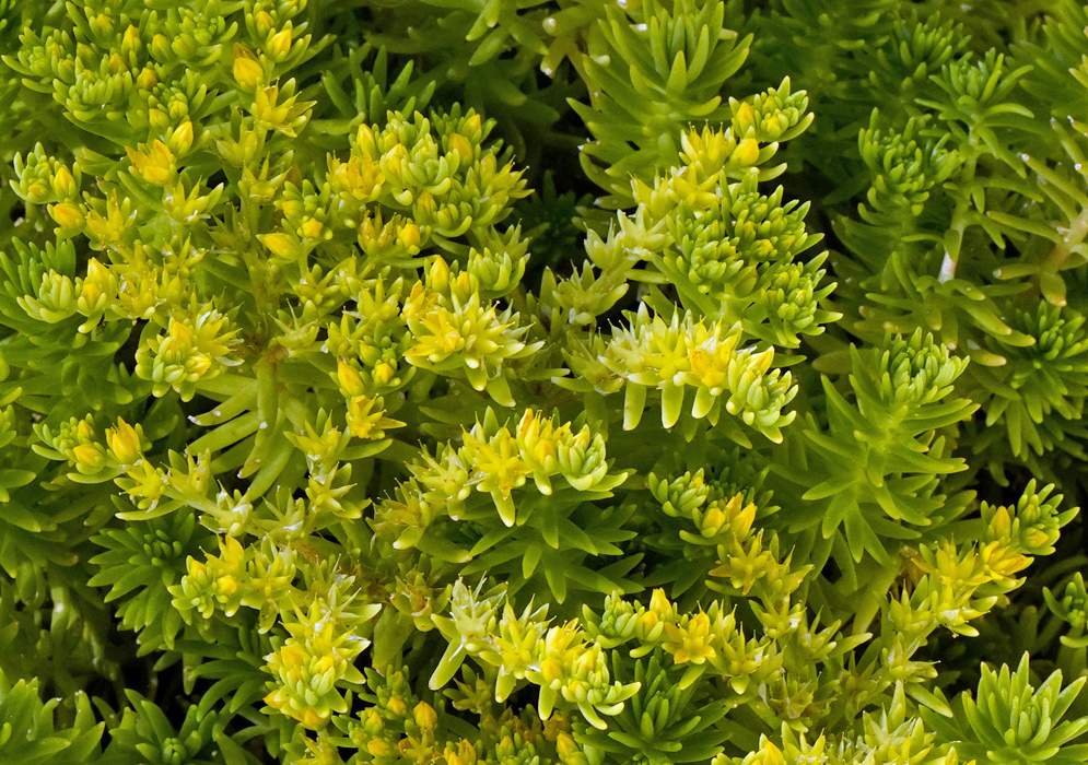 Sedum mexicanum small yellow star shaped flowers above dense narrow succulent green leaves