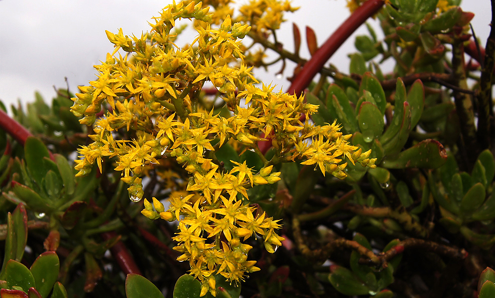 Sedum praealtum inflorescence with bright star-like yellow flowers covered in raindrops