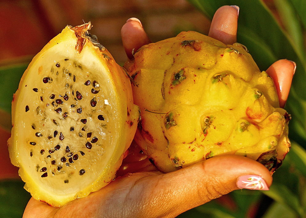 Two halved yellow dragon fruit in the palm of a hand 