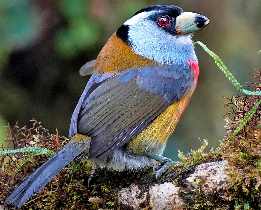 Toucan Barbet Semnornis ramphastinus A toucan barbet perched on moss, displaying slate-blue feathers, red belly patch, and a powerful pale bill