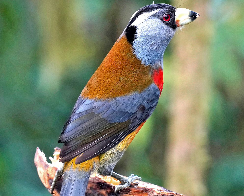 Toucan Barbet A toucan barbet seen from the side with a rust-colored back, bluish-gray wings, and a white crown streak, perched on a mossy branch