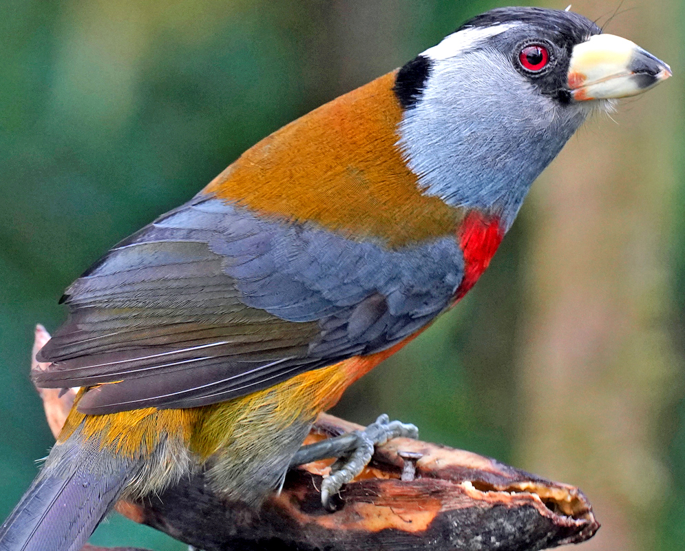 Semnornis ramphastinus A male toucan barbet facing forward with a broad ivory-colored beak, vivid red throat, and black eye mask bordered by silver-blue cheeks