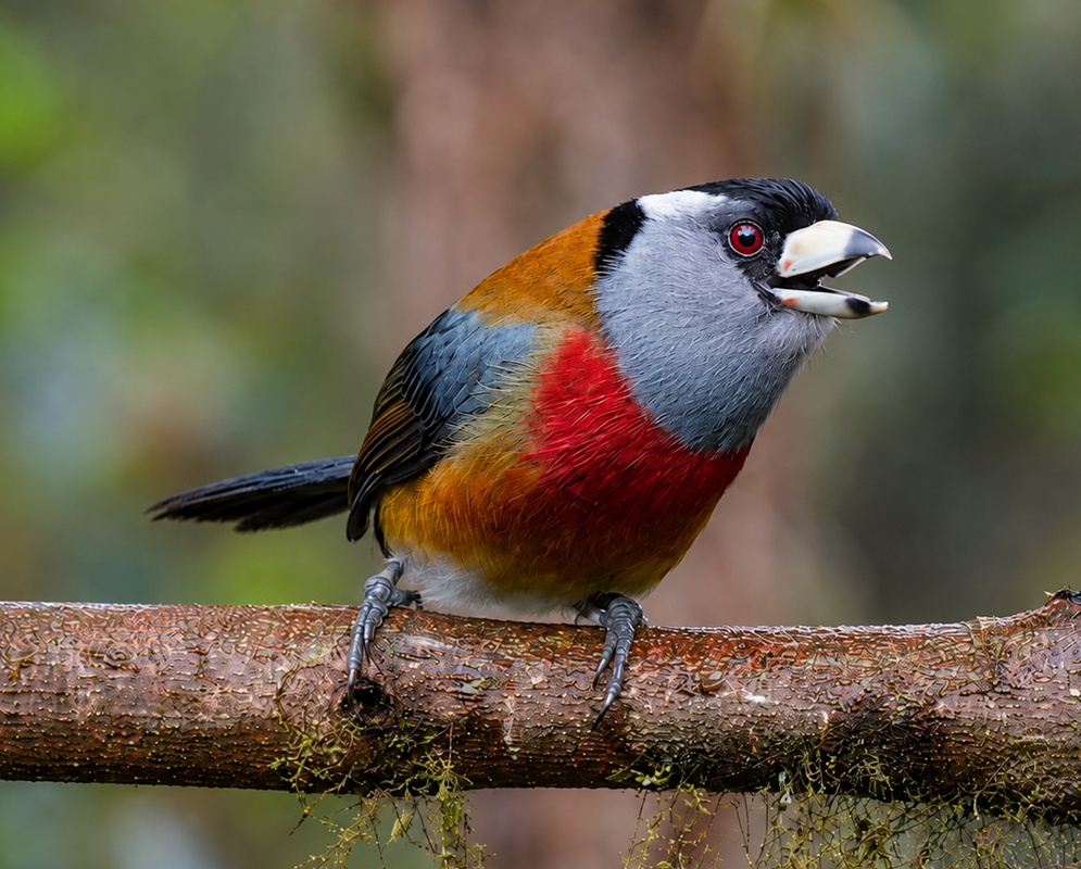A Semnornis ramphastinus perched with its plumage and characteristic features visible