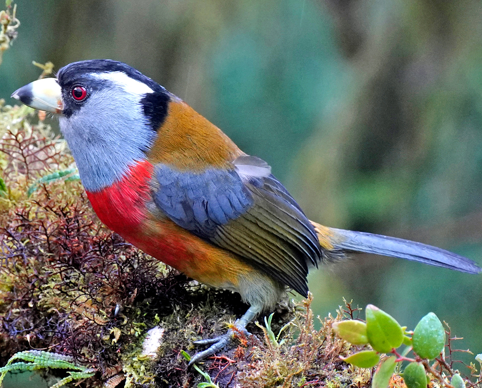 Toucan Barbet Semnornis ramphastinus A toucan barbet perched on moss-covered ground, showing a thick pale beak, red throat, slate-blue wings, and chestnut back
