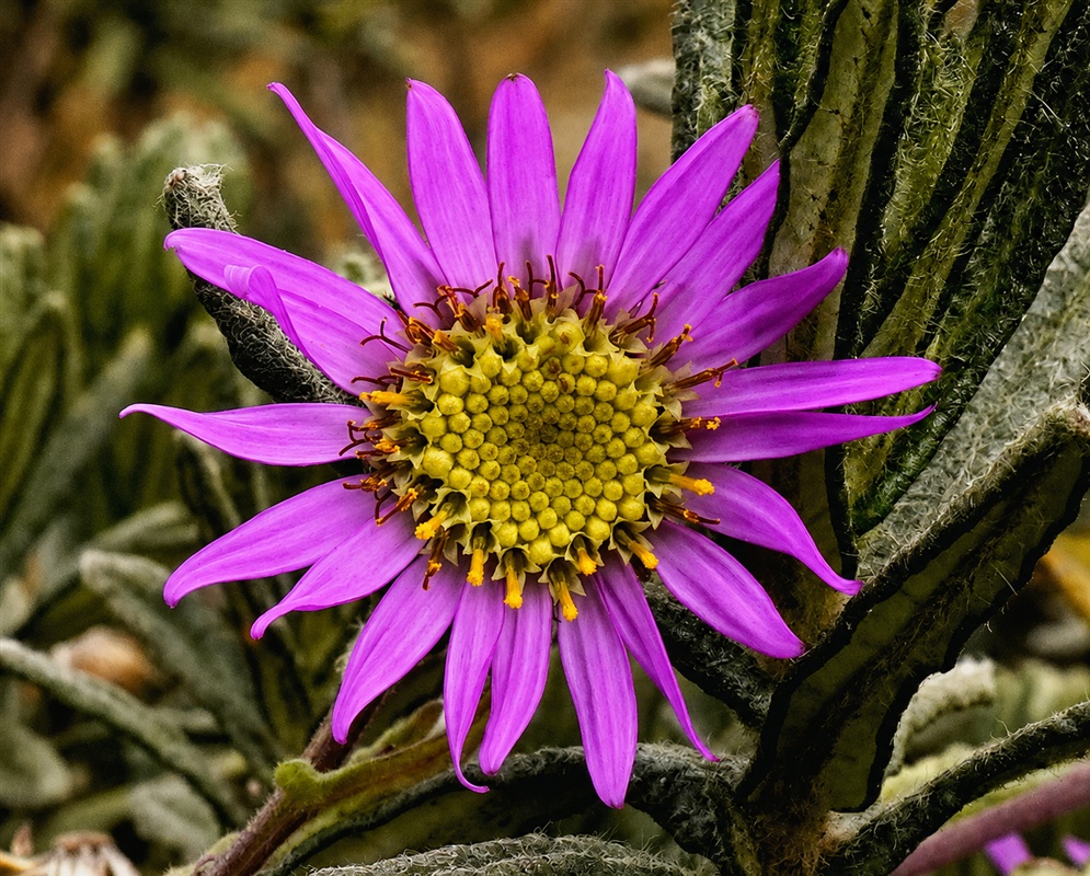 Senecio formosoides vivid pink-purple flower head with a dense yellow center