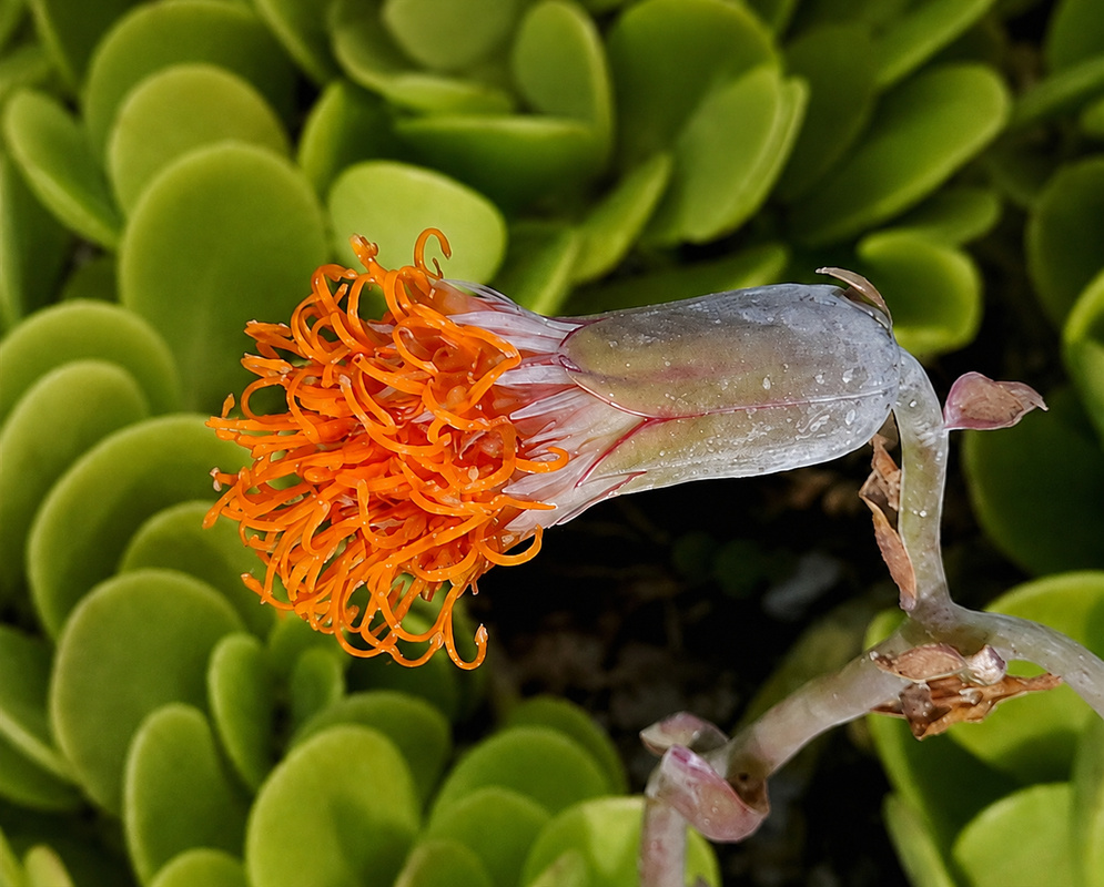 Kleinia petraea nodding flower head filled with vivid orange tubular florets above rounded leaves