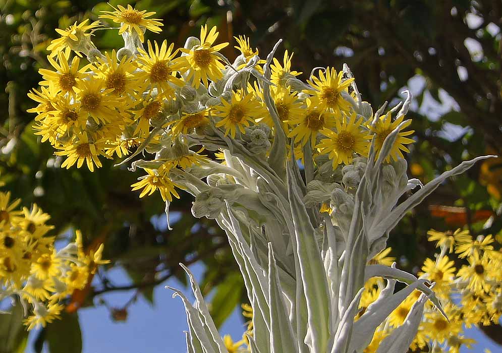 Bright yellow daisy-like Senecio niveoaureus flowers silvery-white fuzzy leaves in sunlight
