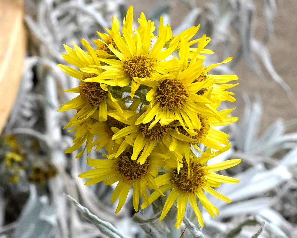 Cluster of golden-yellow Senecio niveoaureus flowers with woolly white stems and tightly grouped heads