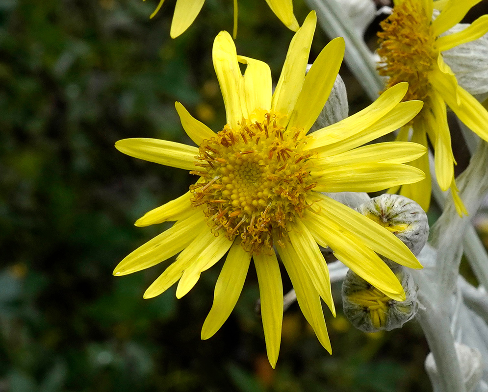 Detailed view of a single yellow Senecio niveoaureus flower showing the central disc and slender ray florets