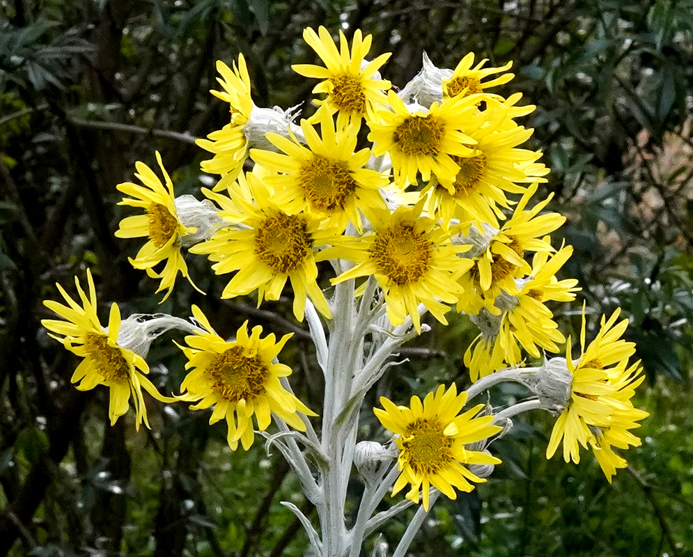 Close-up of vibrant yellow flower heads of Senecio niveoaureus with silvery stems and fuzzy buds in the background