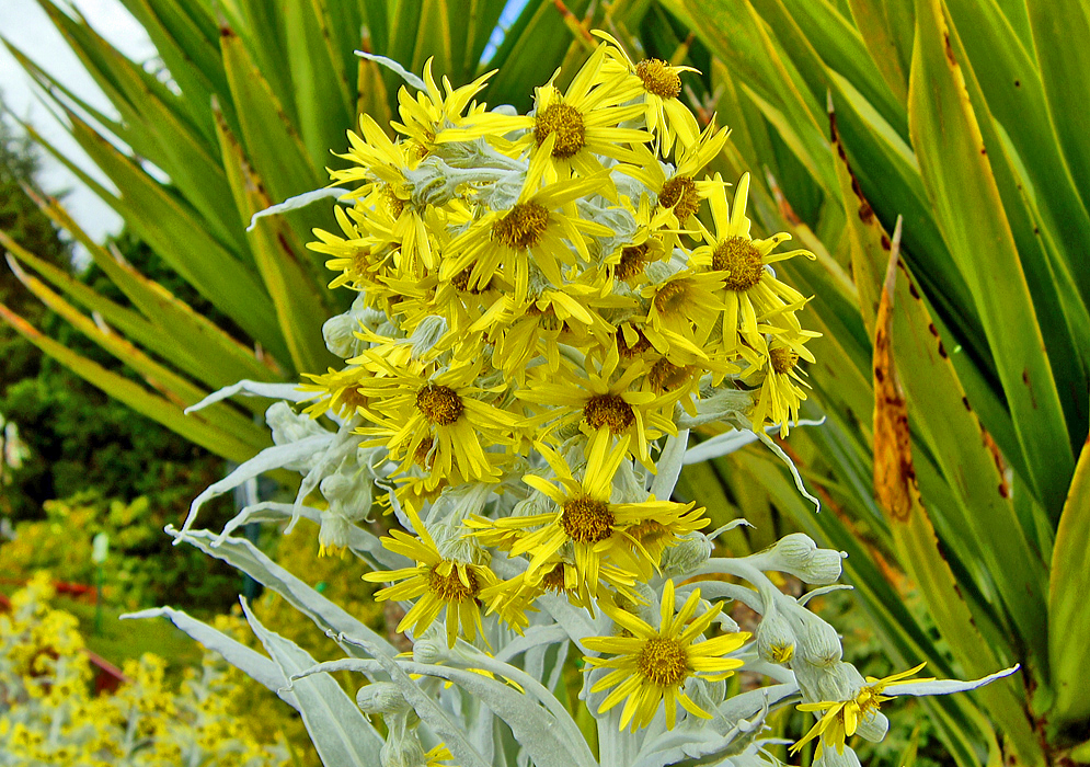 Yellow Senecio niveoaureus flowers in shade