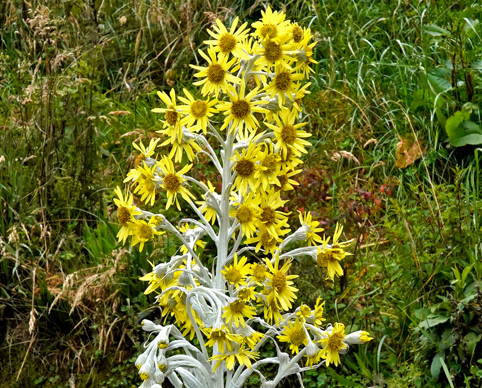 Upright inflorescence of Senecio niveoaureus with densely packed yellow blooms atop silvery-white stems in a grassy area