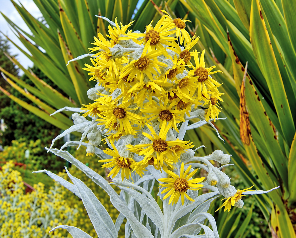 Bright yellow daisy-like Senecio niveoaureus flowers silvery-white fuzzy leaves in sunlight