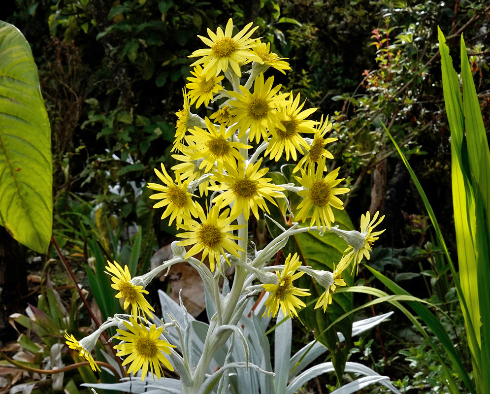 Tall blooming Senecio niveoaureus plant with numerous yellow flowers and white stems surrounded by mountain vegetation