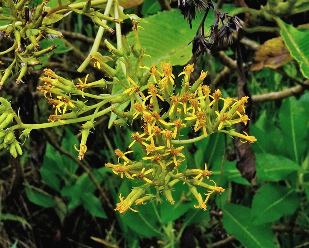 Senecio ovatus branched cluster of small yellow flower heads beside toothed green leaves