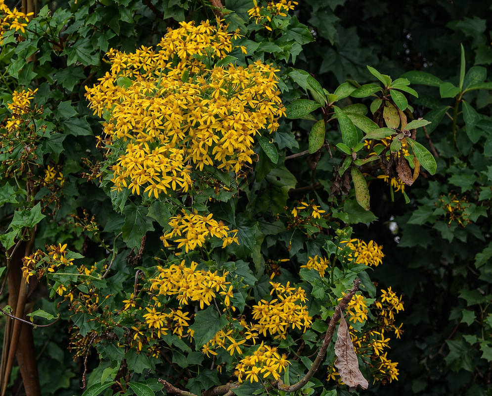 Yellow Senecio tamoides flower