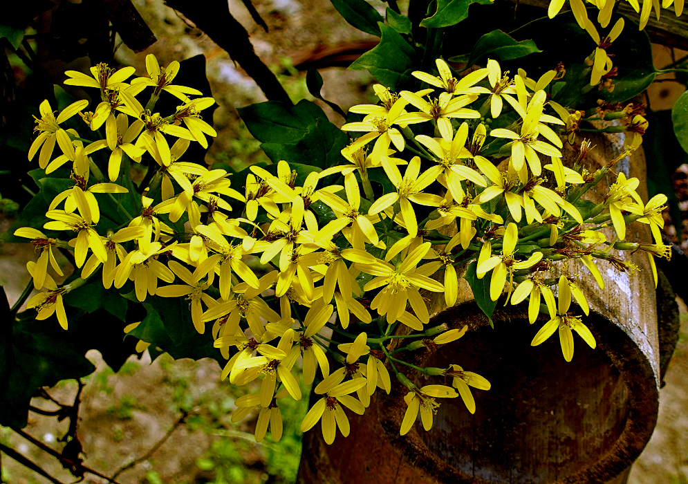 Senecio tamoides yellow flowers