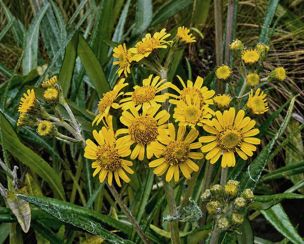 Senecio tingoensis cluster of yellow daisy-like flower heads and green buds