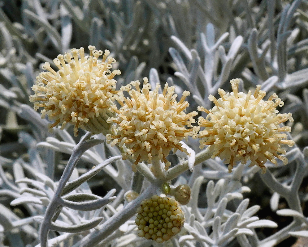 Senecio vira-vira cream flower clusters surrounded by densely woolly silver gray leaves