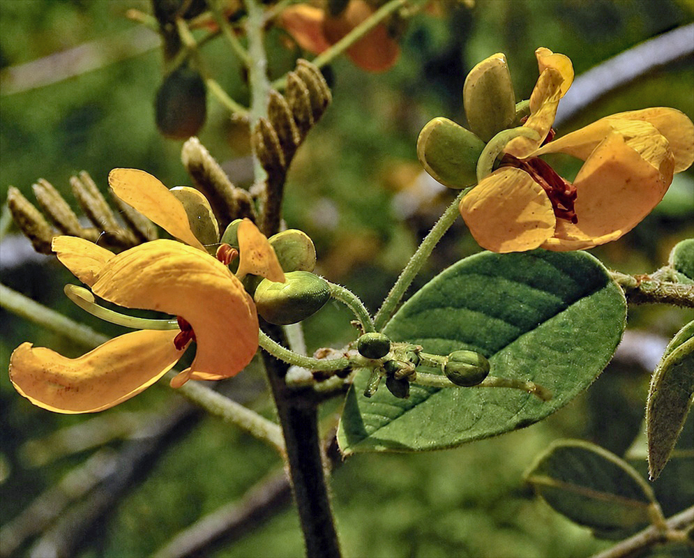 Senna atomaria plant habit and foliage