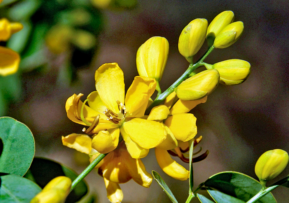 Yellow Senna bicapsularis flower with brown anthers in the sunlight