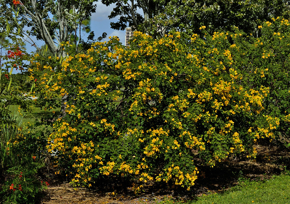 Large flowering shrub of Senna bicapsularis covered in dense clusters of yellow blossoms with green compound leaves, growing in a sunny landscaped garden