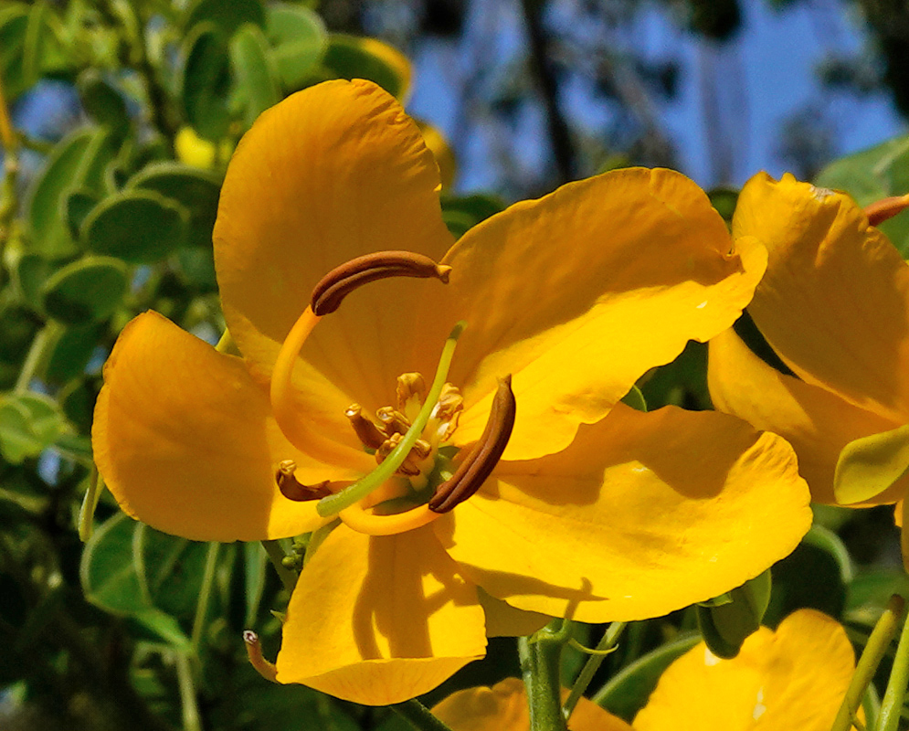 Close-up of a bright yellow Senna bicapsularis flower with prominent brown anthers and green stamens, set against a background of rounded leaflets and blue sky