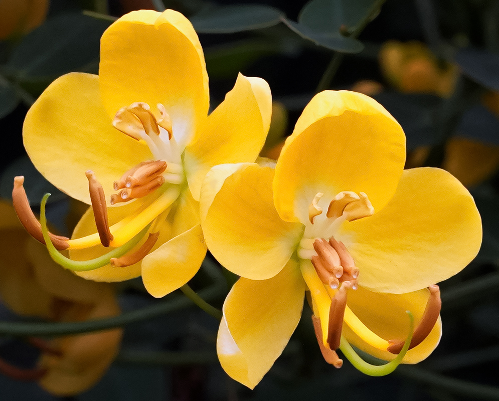 Two yellow Senna bicapsularis flowers in sunlight