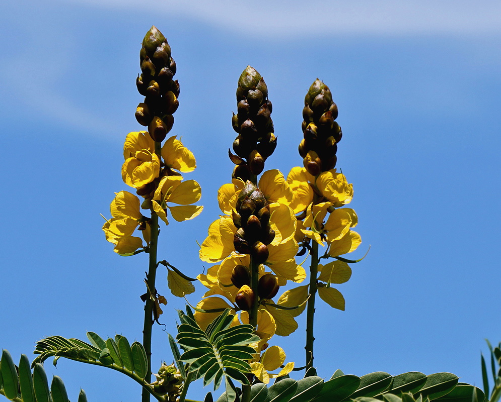 Senna didymobotrya upright spikes with dark buds and bright yellow flowers against blue sky