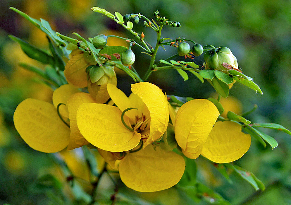 Yellow Senna flower with a curled green style