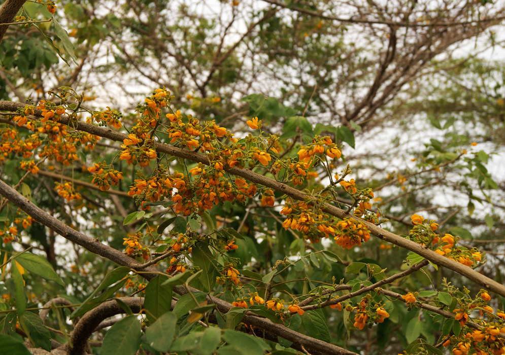 Clusters of small orange-yellow Senna flowers