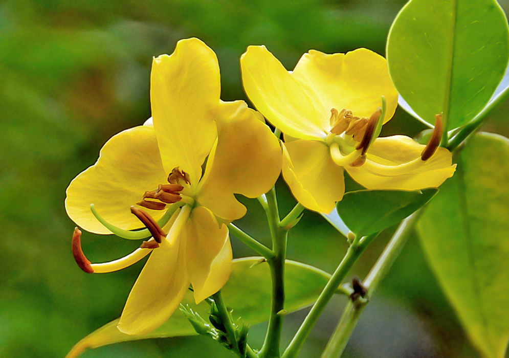 Two yellow Senna corymbosa flowers with curled green styles and brown anthers