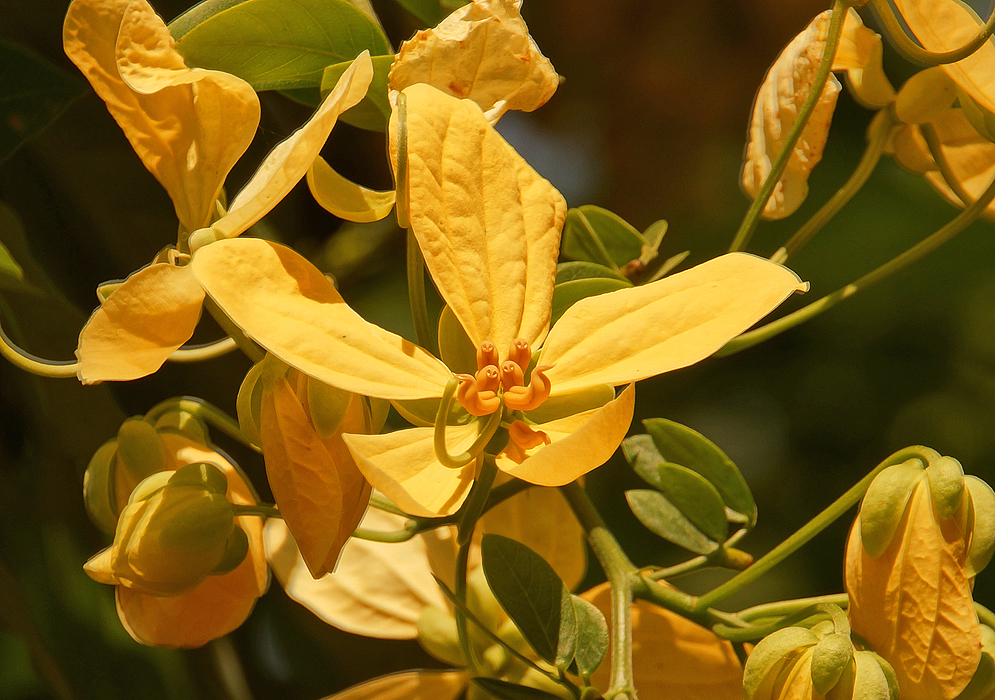 A yellow Senna fruticosa flower with a green style and orange stamens in sunlight