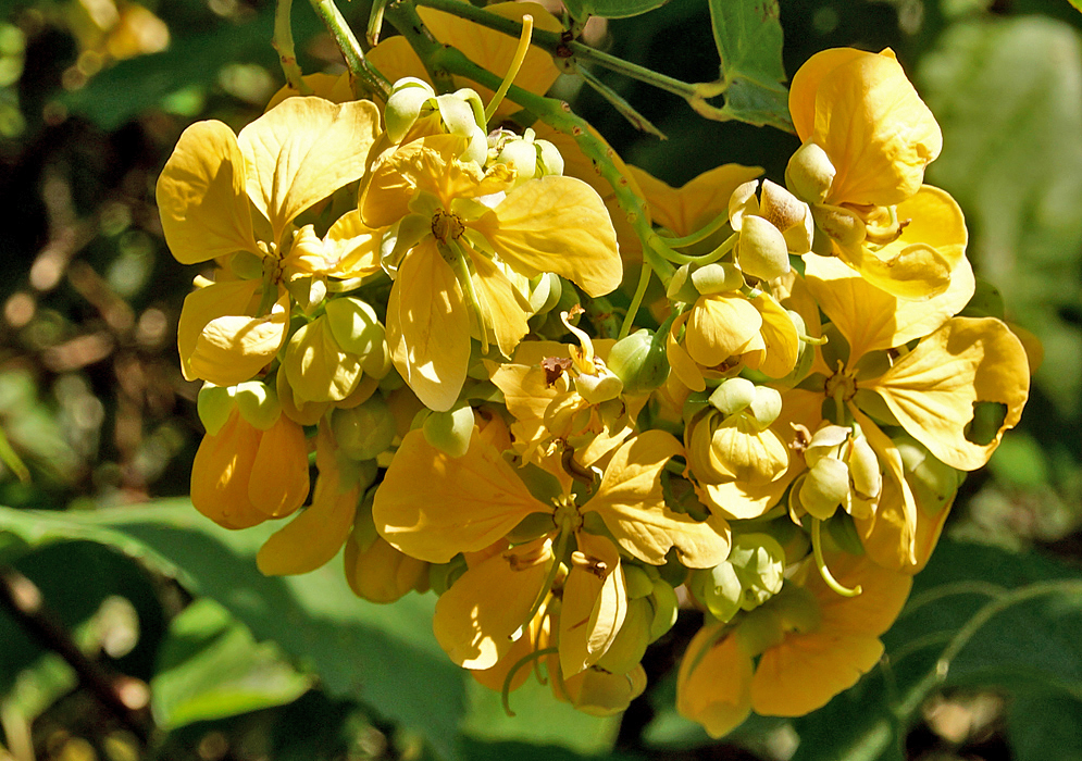 A cluster of Senna fruticosa yellow flowers