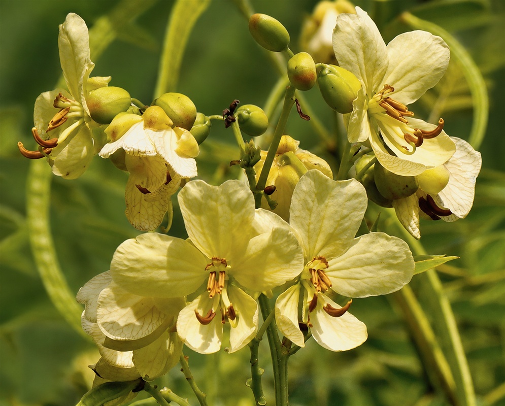 Senna ligustrina cluster of pale yellow flowers with curved stamens and developing buds